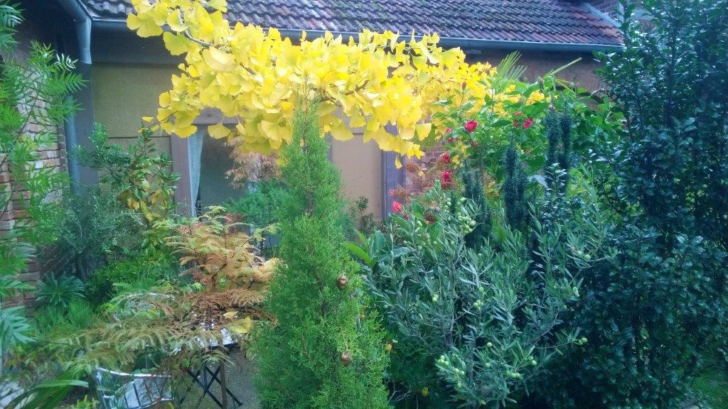 Gehölze für Balkon und Terrasse