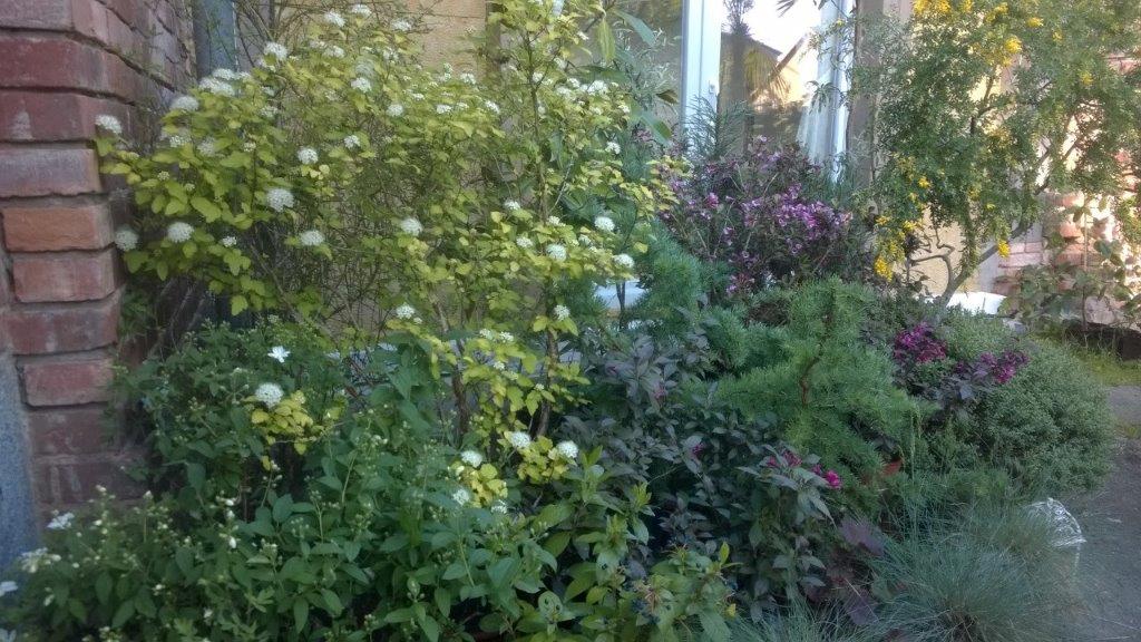 Blütensträucher Eberswalde Gartencenter Wauer