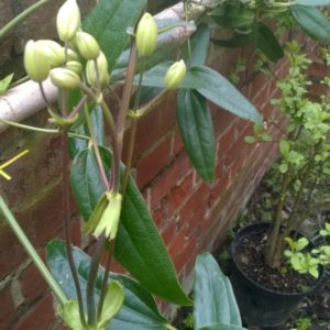 besonders intensiv duftende immergrüne Kletterpflanze, öffnet die Blüten schon sehr früh im Jahr