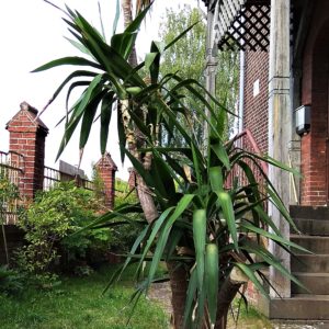 Yuccapalmen Vertrieb